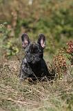 BOULEDOGUE FRANCAIS 236